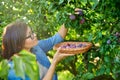 Woman picking ripe plums from tree in basket Royalty Free Stock Photo