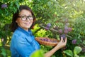 Woman picking ripe plums from tree in basket Royalty Free Stock Photo