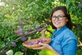 Woman picking ripe plums from tree in basket Royalty Free Stock Photo