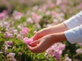 Field of roses in sunny summer day Royalty Free Stock Photo