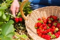 Woman picking strawberries into a basket Royalty Free Stock Photo