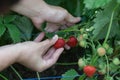 Woman picking strawberries in the garden Royalty Free Stock Photo