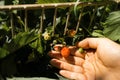 Woman picking strawberries in garden. Royalty Free Stock Photo