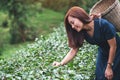 A woman picking tea leaf in a highland tea plantation Royalty Free Stock Photo