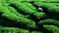 Woman picking tea leaves Royalty Free Stock Photo