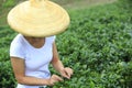 Woman picking tea leaves Royalty Free Stock Photo