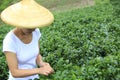 Woman picking tea leaves Royalty Free Stock Photo