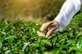 Woman picking tea leaves by hand in green tea farm Royalty Free Stock Photo