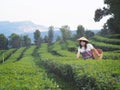 Woman picking tea leaves in tea plantation Royalty Free Stock Photo
