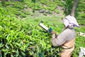 Woman picking tea leaves in a tea plantation Royalty Free Stock Photo