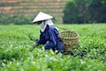 Woman picking tea leaves in a tea plantation Vietnam Royalty Free Stock Photo