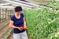 Woman picking tomatoes from garden