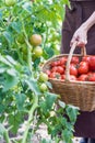 Woman is picking tomatoes in the greenhouse and puts into a basket Royalty Free Stock Photo