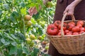 Woman is picking tomatoes in the greenhouse and puts into a basket Royalty Free Stock Photo