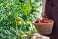 Woman is picking tomatoes in the greenhouse and puts into a basket Royalty Free Stock Photo