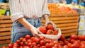 Woman picking tomatoes in a reusable bag. Ecology, Earth Day thematics