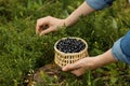 Woman picking up bilberries in forest, closeup Royalty Free Stock Photo