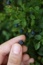 Woman picking up bilberries in forest, closeup Royalty Free Stock Photo