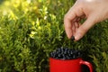 Woman picking up bilberries in forest, closeup. Space for text Royalty Free Stock Photo