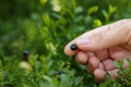 Woman picking up bilberries in forest, closeup. Space for text Royalty Free Stock Photo