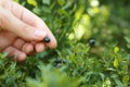 Woman picking up bilberries in forest, closeup. Space for text Royalty Free Stock Photo