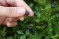 Woman picking up bilberries in forest, closeup. Space for text Royalty Free Stock Photo