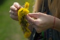 Woman picking up flowers on a meadow, hand close-up. Morning light, green grass. Vintage Royalty Free Stock Photo