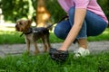 Woman picking up her dog`s poop from green grass in park, closeup. Space for text Royalty Free Stock Photo