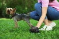 Woman picking up her dog`s poop from green grass in park, closeup Royalty Free Stock Photo