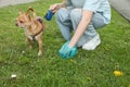 Woman picking up her dog`s poop from green grass, closeup Royalty Free Stock Photo