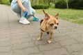 Woman picking up her dog`s poop in park, closeup Royalty Free Stock Photo