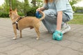 Woman picking up her dog`s poop in park, closeup Royalty Free Stock Photo