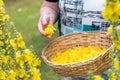 Woman picking verbascum yellow flower