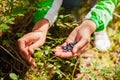 Woman picking wild bilberries in summer forest in Carpathian mountains. Handful of dark blue berries for snack Royalty Free Stock Photo