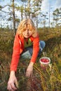 Woman picking wild organic cranberries