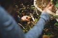 Woman picking yellow foot mushroom with basket Royalty Free Stock Photo