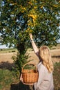 Woman picking yellow mirabelle plums into basket Royalty Free Stock Photo
