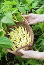 Woman Picking yellow string beans in basket Royalty Free Stock Photo