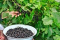 Woman picks blackcurrants in her garden Royalty Free Stock Photo