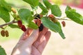 A woman picks a ripe black mulberry. Harvesting berries in the garden Royalty Free Stock Photo