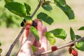 A woman picks a ripe black mulberry. Harvesting berries in the garden Royalty Free Stock Photo