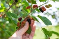 A woman picks a ripe black mulberry. Harvesting berries in the garden Royalty Free Stock Photo