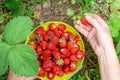 A woman picks ripe red strawberries from a bush and puts them in a cup. Harvesting berries