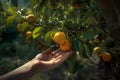 A woman picks ripe tangerine from a tree, Generative AI