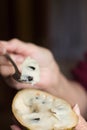 A woman picks a spoonful of tropical fruit pulp from a custard apple cut in half.