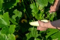 Woman picks up a green zucchini growing in the garden. Royalty Free Stock Photo