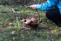 Woman picks wild mushrooms bay boletes into a wicker basket