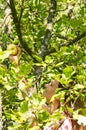 Woman picks an apple from a tree