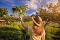 Woman piking apple in the garden