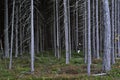 Woman in pine thicket.